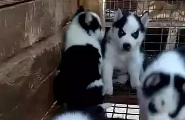 哈士奇没看住突然怀孕了,结果宝宝出生后,主人一看气哭:清一色休闲区蓝鸢梦想 - Www.slyday.coM 哈士奇没看住突然怀孕了,结果宝宝出生后,主人一看气哭:清一色休闲区蓝鸢梦想 - Www.slyday.coM