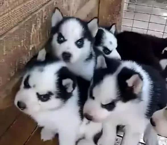 哈士奇没看住突然怀孕了,结果宝宝出生后,主人一看气哭:清一色休闲区蓝鸢梦想 - Www.slyday.coM 哈士奇没看住突然怀孕了,结果宝宝出生后,主人一看气哭:清一色休闲区蓝鸢梦想 - Www.slyday.coM