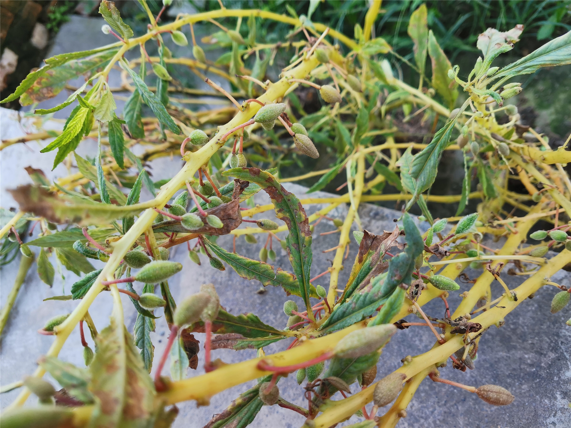 凤仙花开败了,整株拔下来晒干,留着冬天的时候泡脚