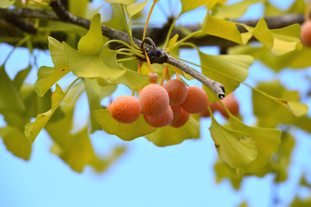 春天的银杏树图片描写图片
