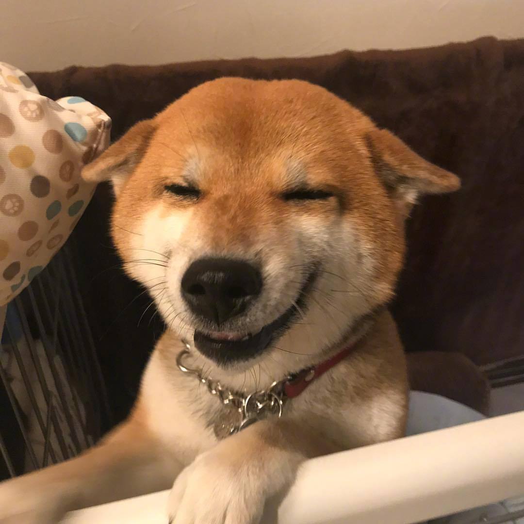 柴犬hana每日微笑96|柴犬|微笑|百科_新浪新闻