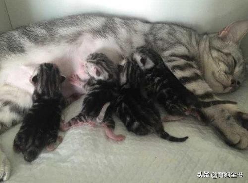 猫咪生产之后要怎么照顾母猫还有新生幼崽？做好这几点很重要