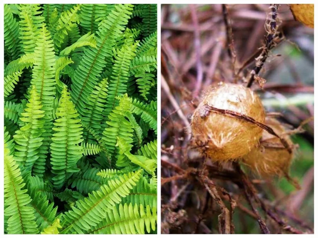除了借助有性生殖,有部分蕨类甚至可以通过无性生殖产生后代,例如肾蕨