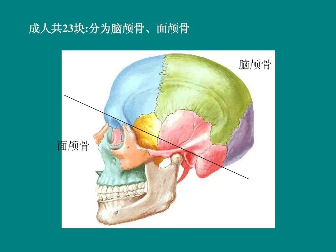 首先,她的腦顱骨極其發達.人的頭骨分為兩部分,腦顱和麵顱.