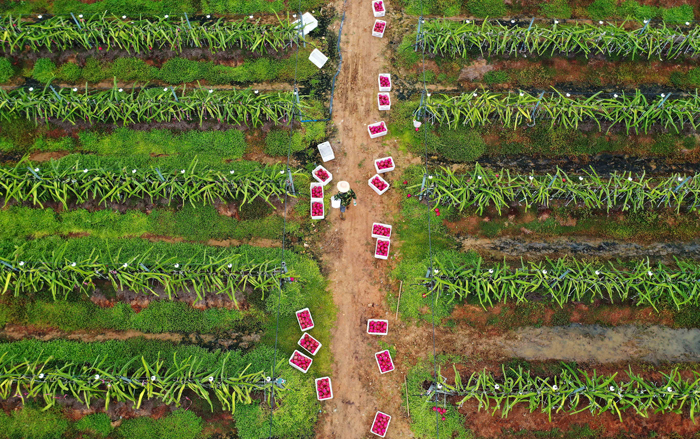 半月谈丨热带特色农业"抢滩"海南东方