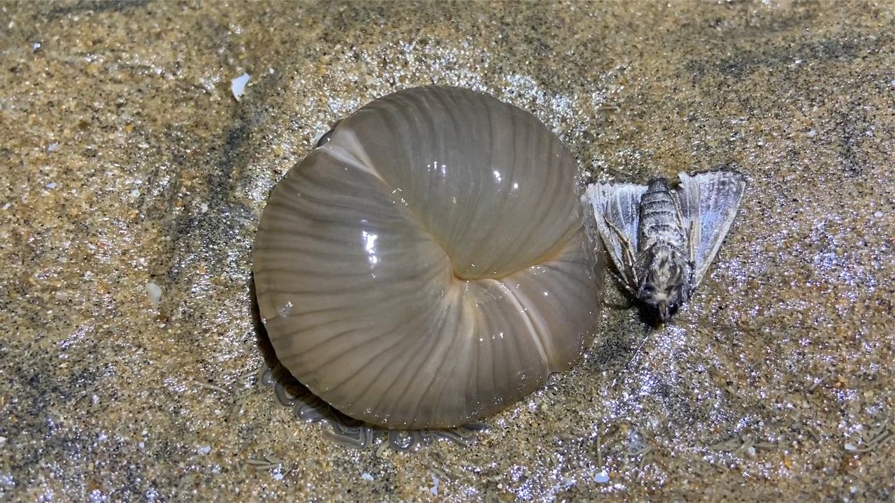 夜晚大海退潮後,小鬥再次抓到黃海葵,發現正在吃蛾子!