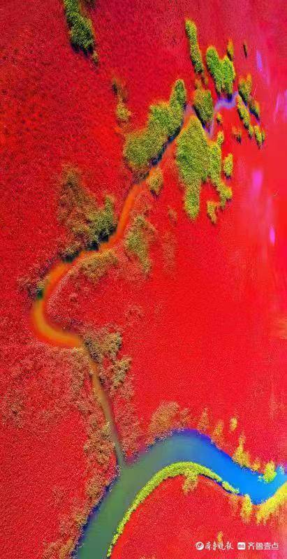 黄河入海口秋色宛如红色地毯