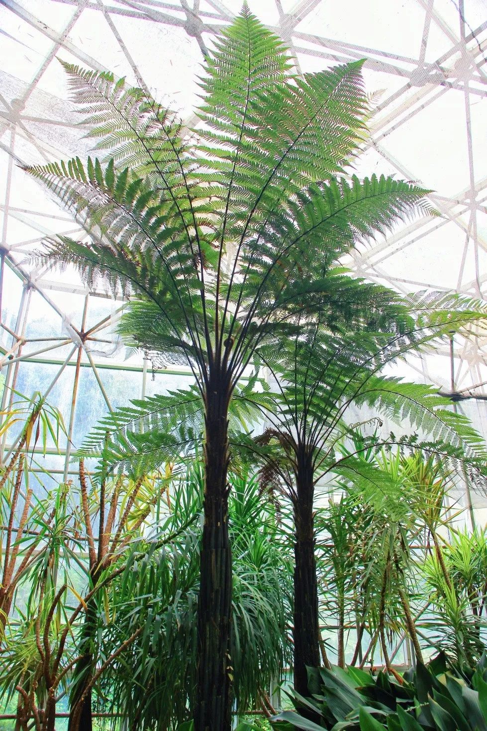 养桫椤当盆栽当心牢底坐穿