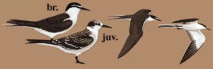 褐翅燕鸥成鸟（左1）幼鸟（左2