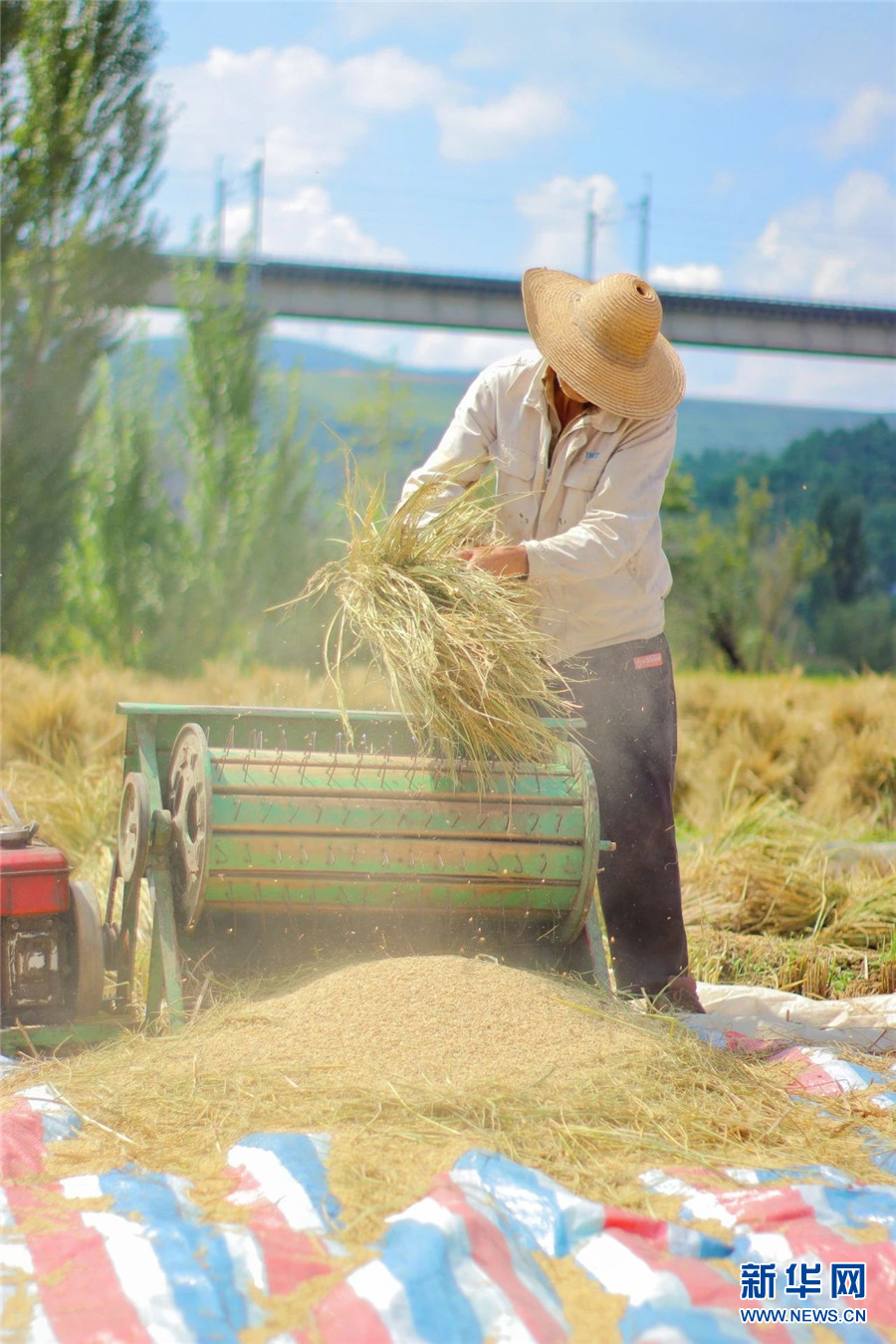 稻谷黄秋收忙 云南安宁"丰"景美