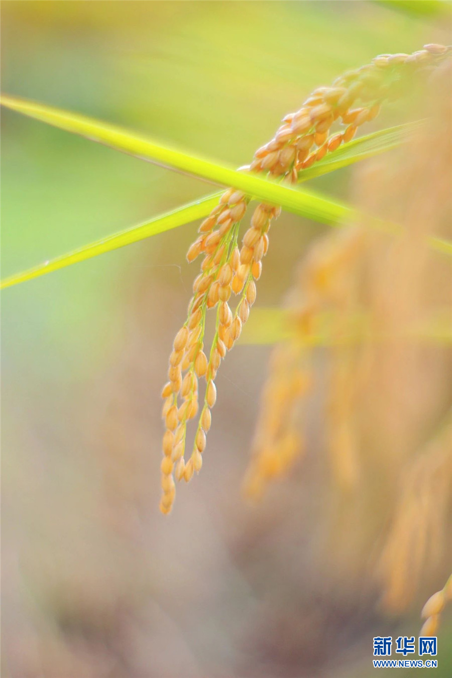 稻谷黄秋收忙 云南安宁"丰"景美