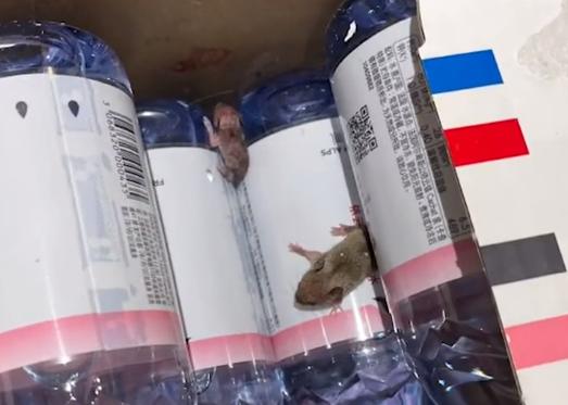 女子网购矿泉水惊现2只活老鼠，不小心用手抓了，软的！店家：退款退货并补偿20元休闲区蓝鸢梦想 - Www.slyday.coM