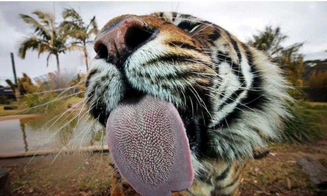 熊瞎子,实际就是亚洲黑熊,有7个亚种,在我们国家