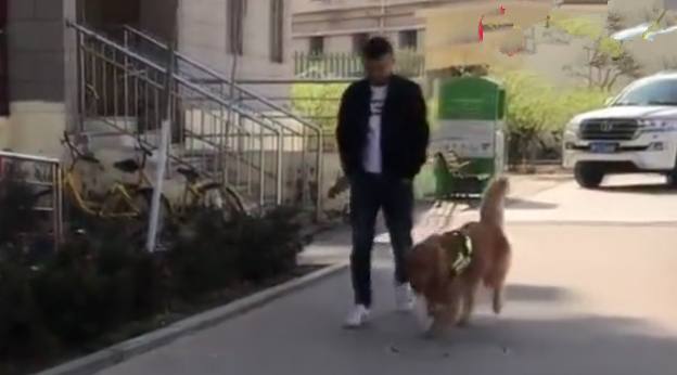 金毛被人偷走失踪，几天后回来叼着张“纸”，主人看清后开心极了休闲区蓝鸢梦想 - Www.slyday.coM