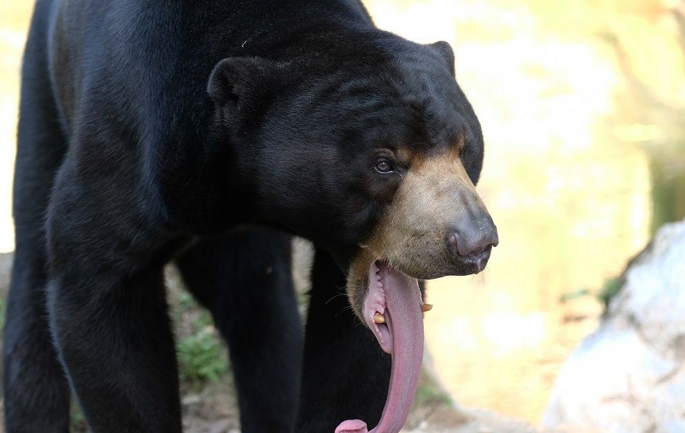 其实和狗舔一下差不多|黑熊|熊瞎子|舌头_新浪新闻