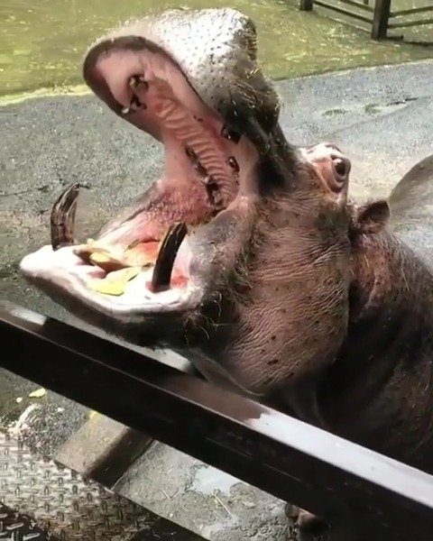 河马吃西瓜,看着好过瘾,一整个嚼两下就没了
