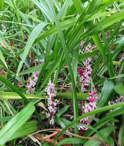 吉祥草是一种怎样的植物?|吉祥草|植物|观音草_新浪新闻