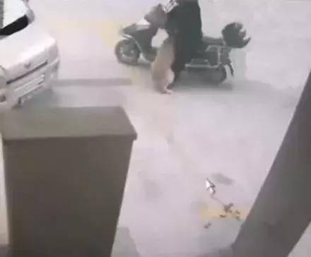 金毛被人偷走失踪，几天后回来叼着张“纸”，主人看清后开心极了休闲区蓝鸢梦想 - Www.slyday.coM