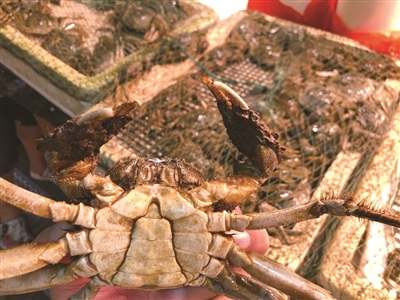 温州草根丨今年阳澄湖大闸蟹或将错过中秋节休闲区蓝鸢梦想 - Www.slyday.coM 温州草根丨今年阳澄湖大闸蟹或将错过中秋节休闲区蓝鸢梦想 - Www.slyday.coM