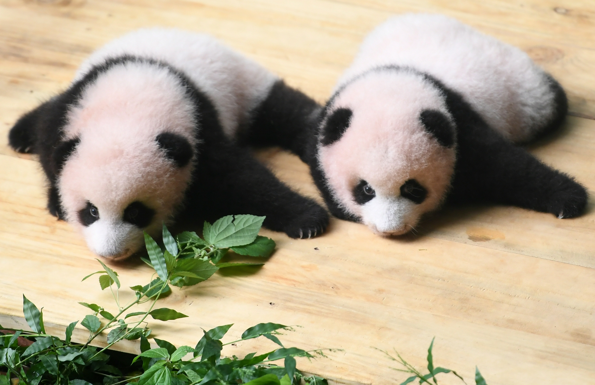 重庆动物园举行大熊猫双胞胎满百天征名活动