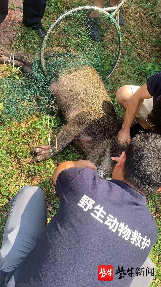 图为民警与工作人员围捕野猪.