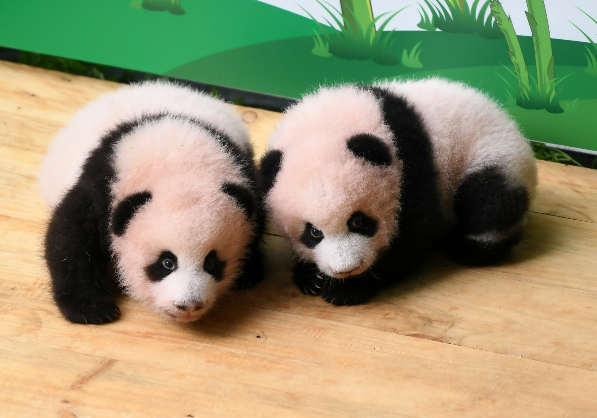 重庆动物园举行大熊猫双胞胎满百天征名活动