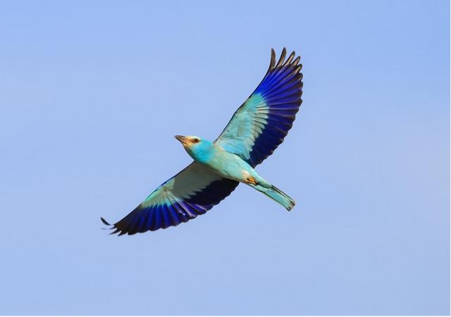 蓝胸佛法僧属于中型鸟类,翅膀长而宽,除栗色背羽外,身体大部分为蓝色