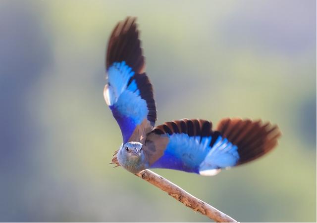 蓝胸佛法僧属于中型鸟类,翅膀长而宽,除栗色背羽外,身体大部分为蓝色