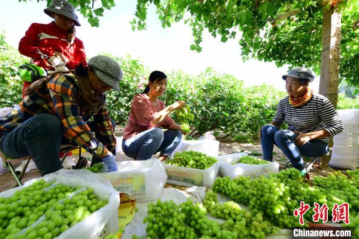图为果农们忙着整理采摘的葡萄。(资料图) 王斌银 摄