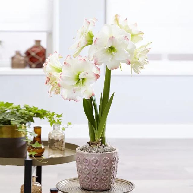 10款球根花卉植物 正是栽培好时节 好养好看好控花期 冰箱 新浪新闻 10款球根花卉植物 正是栽培好时节 好养好看好控花期 冰箱 新浪新闻