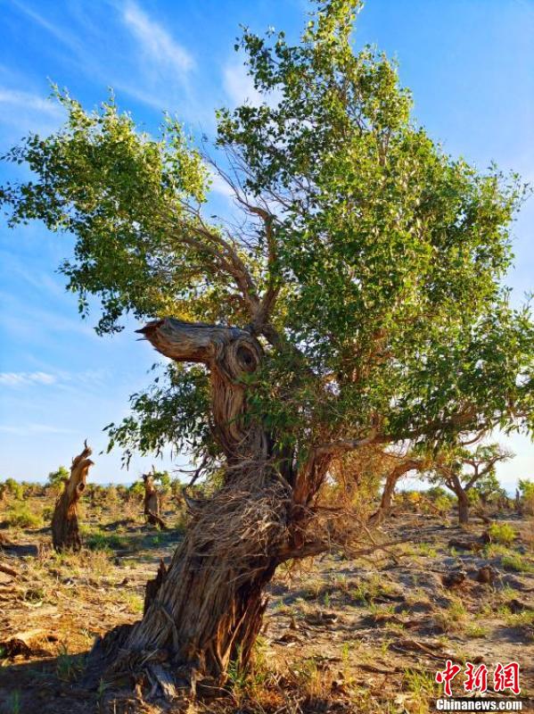 新疆常见的树种图片图片