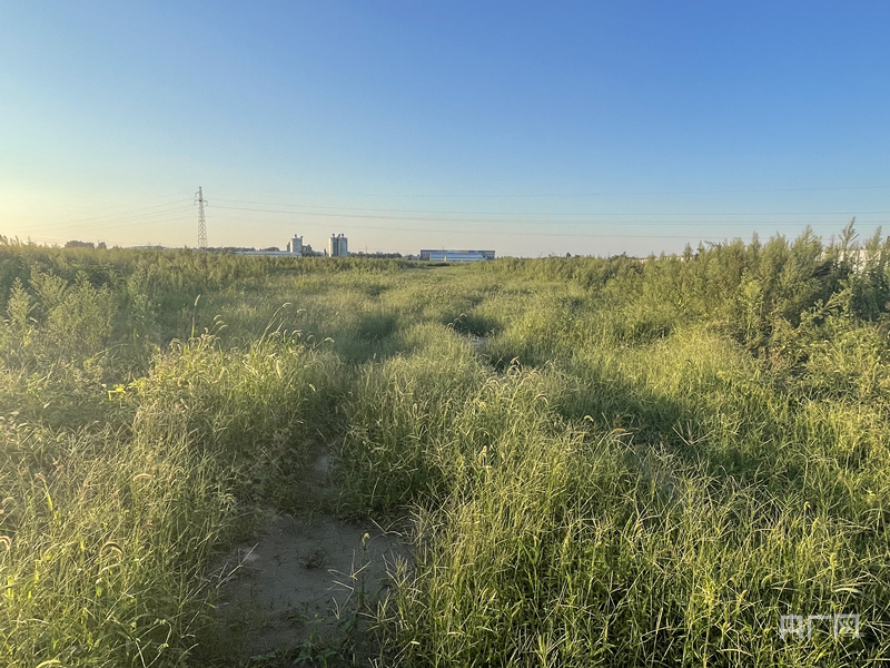龙凤生态文化园项目征占的300亩耕地北部地块从2019年6月撂荒至今，现场已杂草丛生（总台央广记者 管昕 摄）