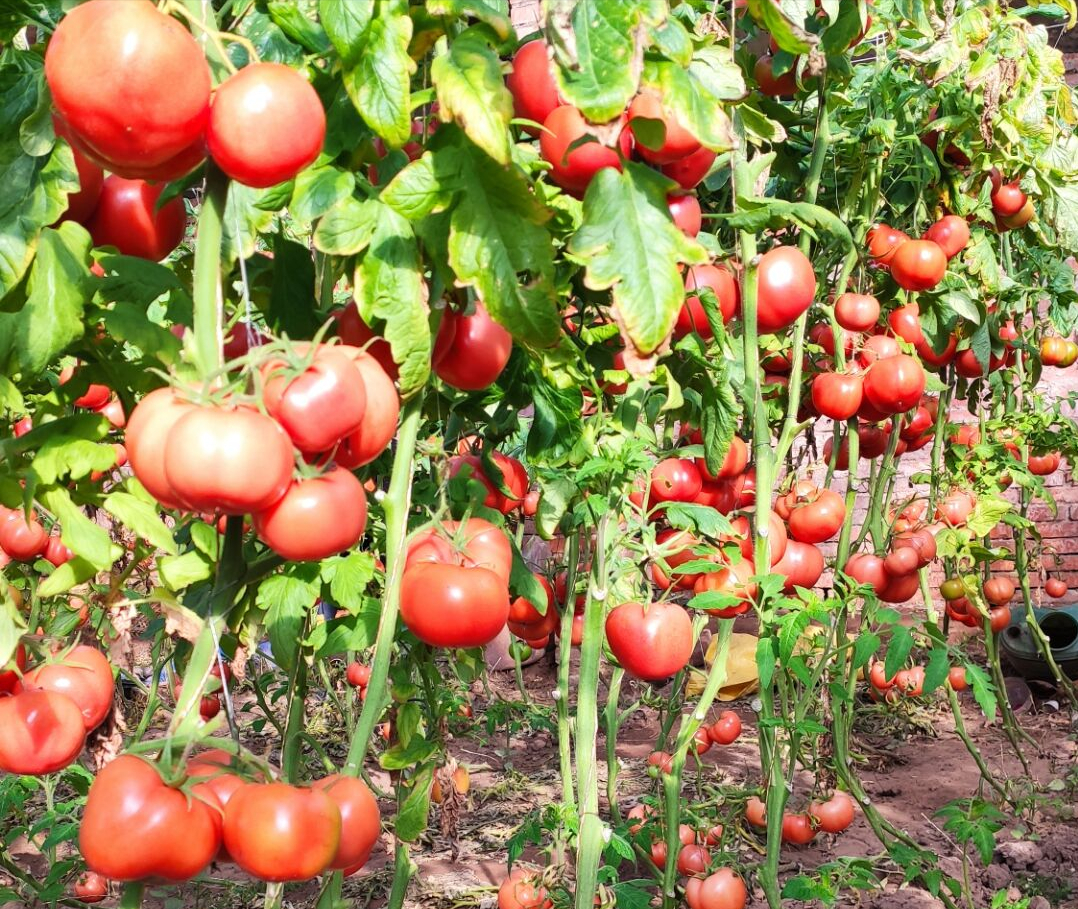 定植|西红柿|幼苗_新浪新闻