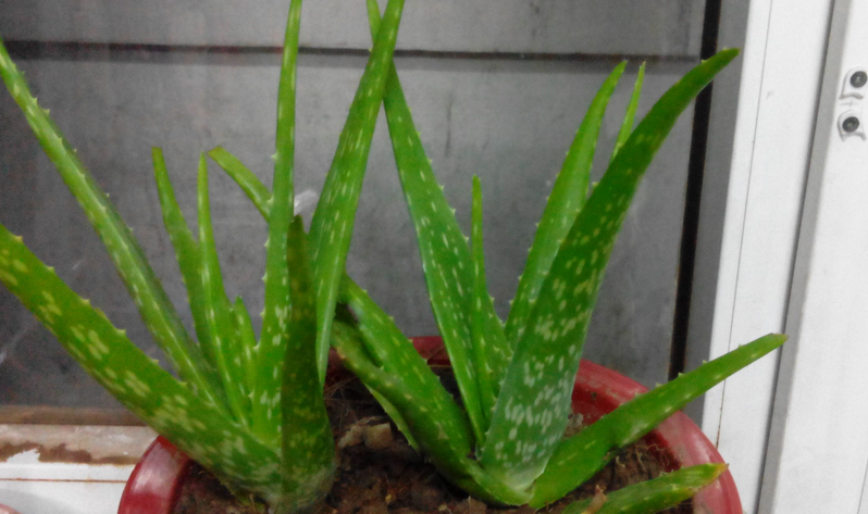 室内盆栽芦荟,把控住这4点,叶子侧芽长得旺,于人有益