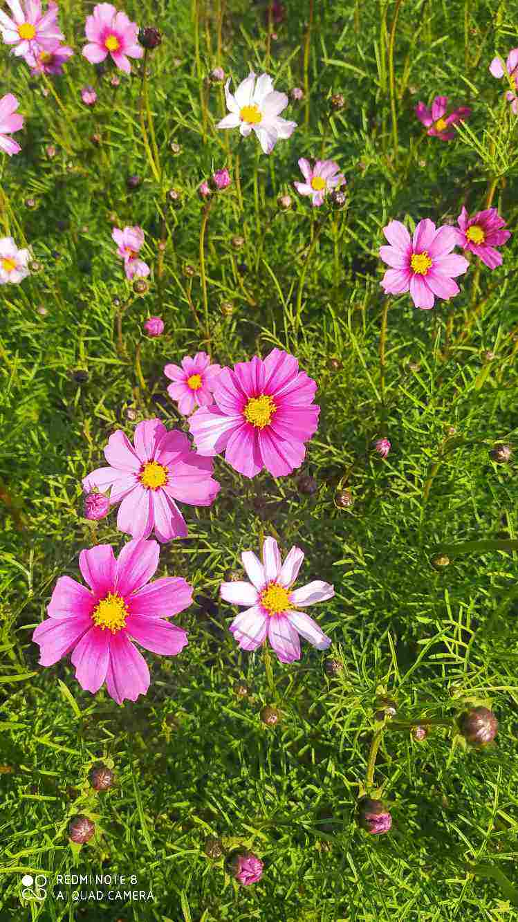 花5块钱就能买到的草花,开花爆不停,真是赚翻了|草花|瓜叶菊|天竺葵