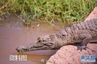 注意！河北一水库有人非法放生2条鳄鱼 专业捕捞队正在处置休闲区蓝鸢梦想 - Www.slyday.coM