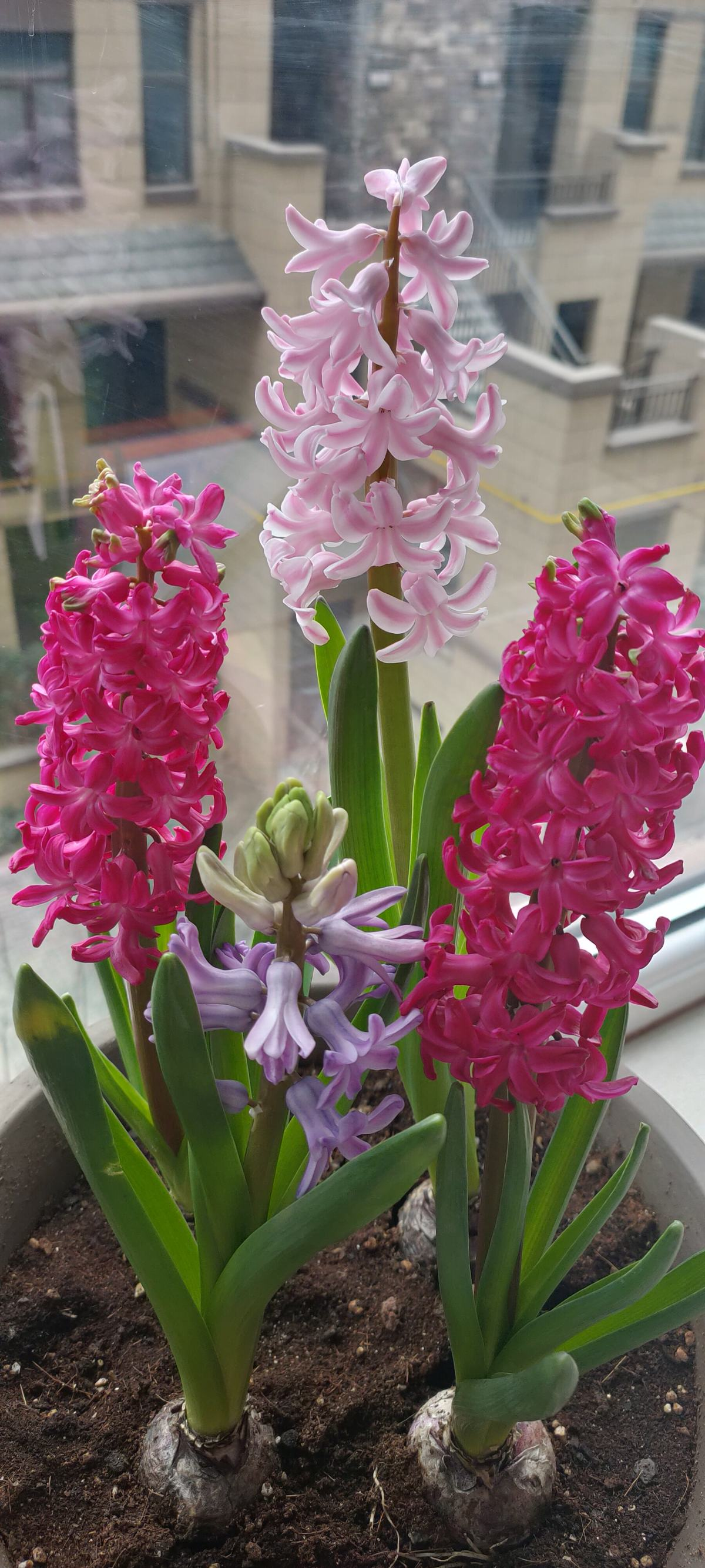 秋天土里埋个洋葱头成活很容易开出绝美花箭