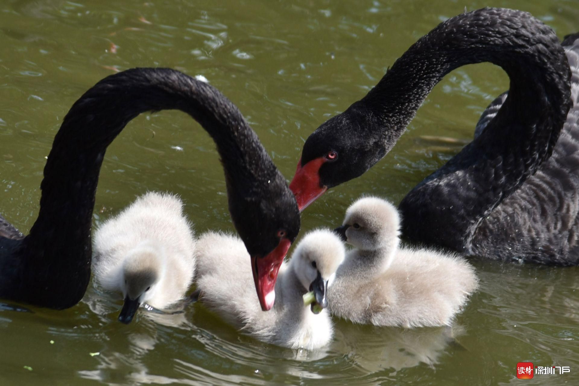 深圳野生动物园自然孵化天鹅宝宝茁壮成长