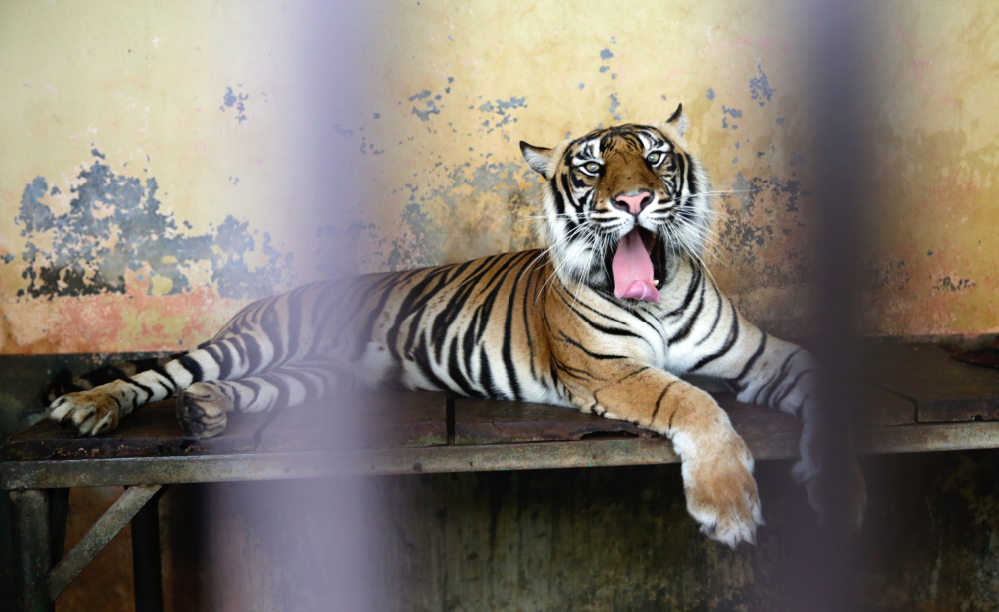 美国动物园9只老虎狮子确诊新冠：嗜睡还咳嗽 疑被管理员感染休闲区蓝鸢梦想 - Www.slyday.coM