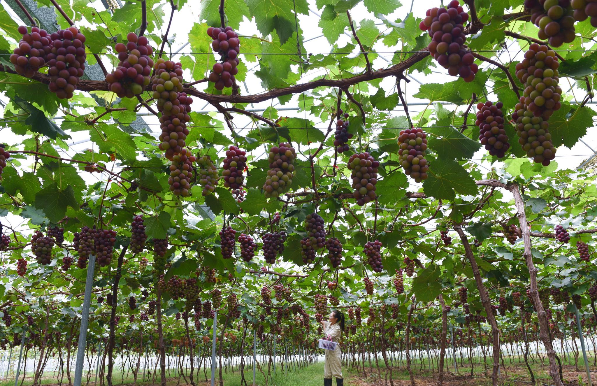 瓜果飘香秋之味