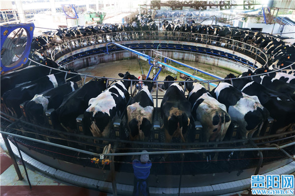 【图集】秋高气爽 贵州南方乳业各大牧场生机勃勃|乳业|贵州省|贵阳市