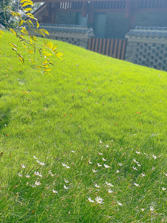 活现在半透明的屏风上呈现出流动之感秋日阳光透过摇曳的树影廊阁中有