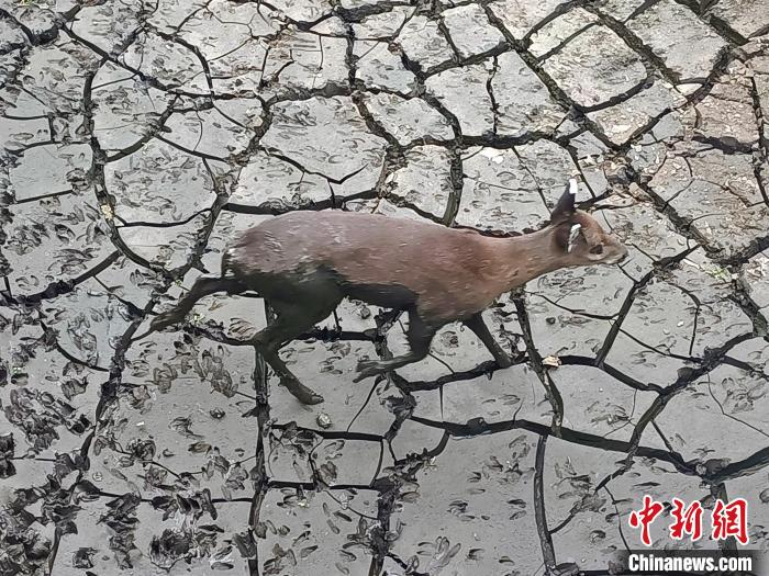 野生毛冠鹿被困污水池 五峰警方 供图