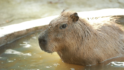 会跳水的小猪,可爱的鹦鹉懒懒的小浣熊每一种动物都能给嘉伦一家带来