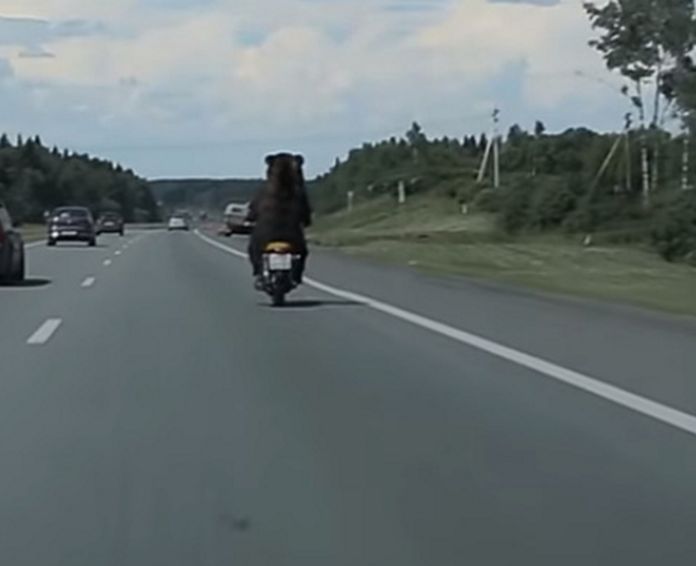 黑熊骑摩托车在高速上跑,车速慢下后仔细一看,让人哭笑不得!