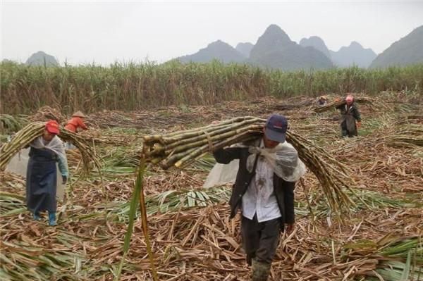 中国的“糖都”在哪里?全国的产糖量,都要看这座甜蜜的城市休闲区蓝鸢梦想 - Www.slyday.coM
