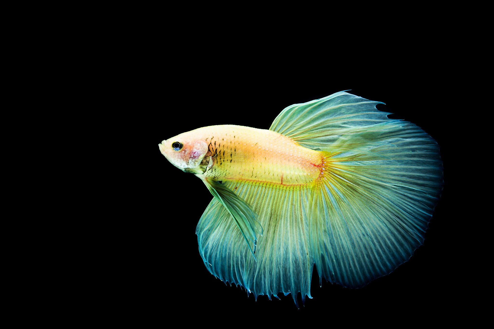 泰国斗鱼可以活多久如何延长斗鱼的寿命