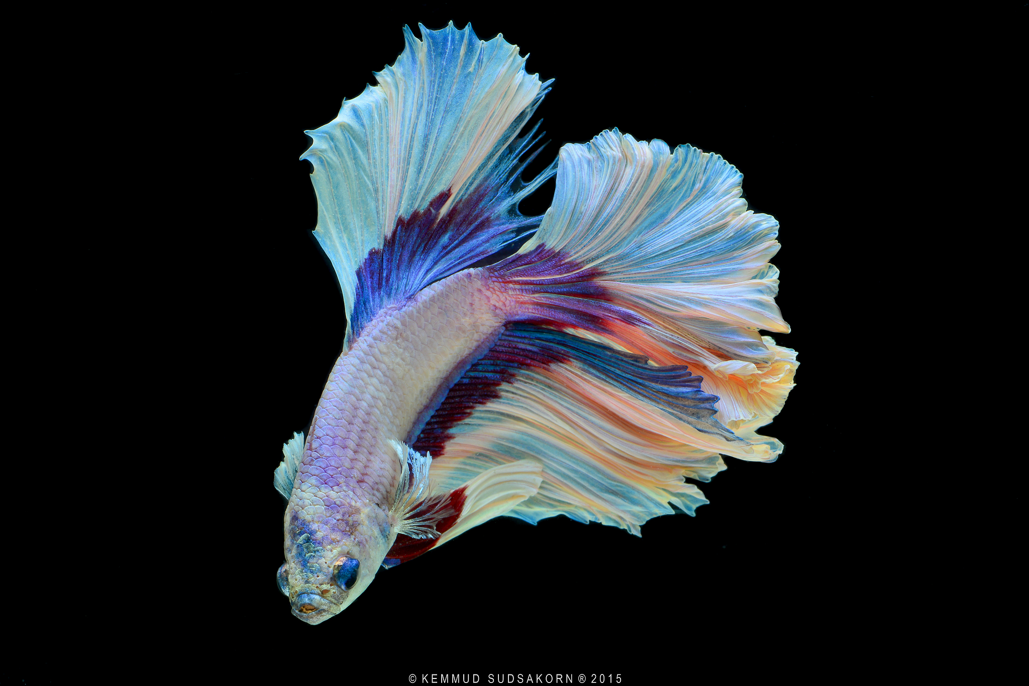 泰国斗鱼可以活多久如何延长斗鱼的寿命