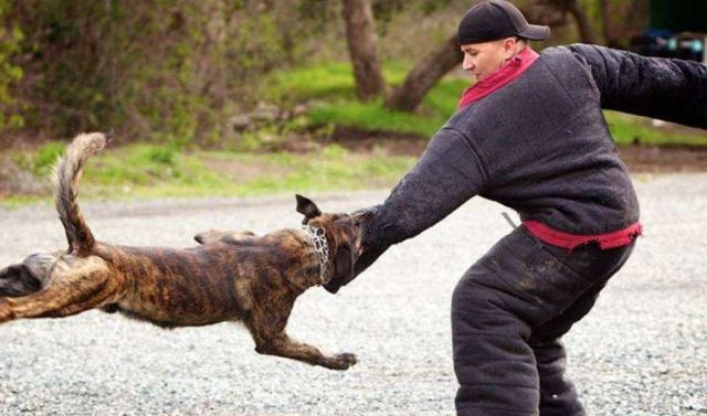 痛心!福建71岁老人在大街上被恶犬咬死,拖行数米,遇到恶犬咋办