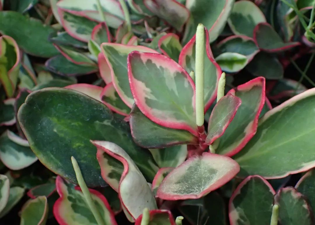 看过叶子斑斓的三色红边椒草之后,感觉其他椒草都太普通了